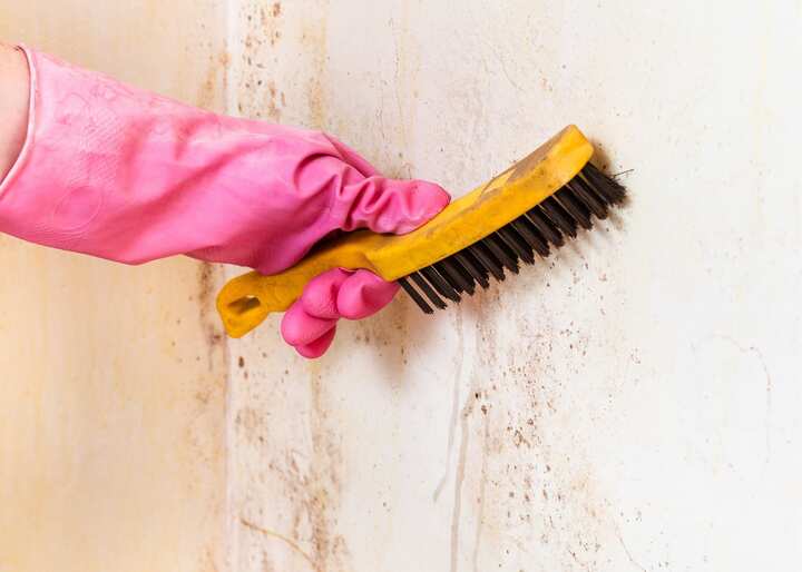 Mold Removal Albany NY