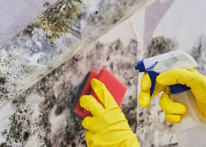 Albany NY Mold Remediation