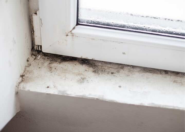 Albany NY Mold Remediation