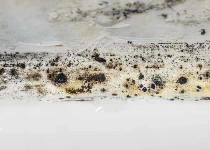 Albany NY Mold Remediation