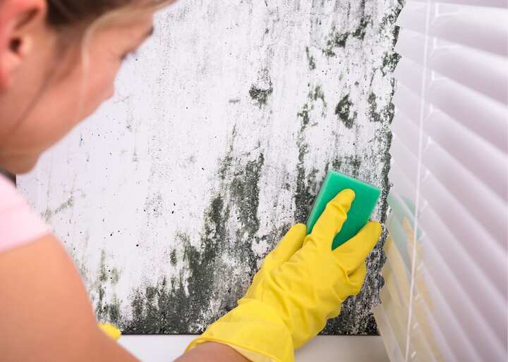 Mold Removal Albany NY