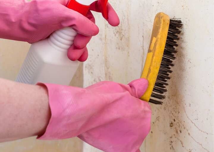 Mold Removal Albany NY