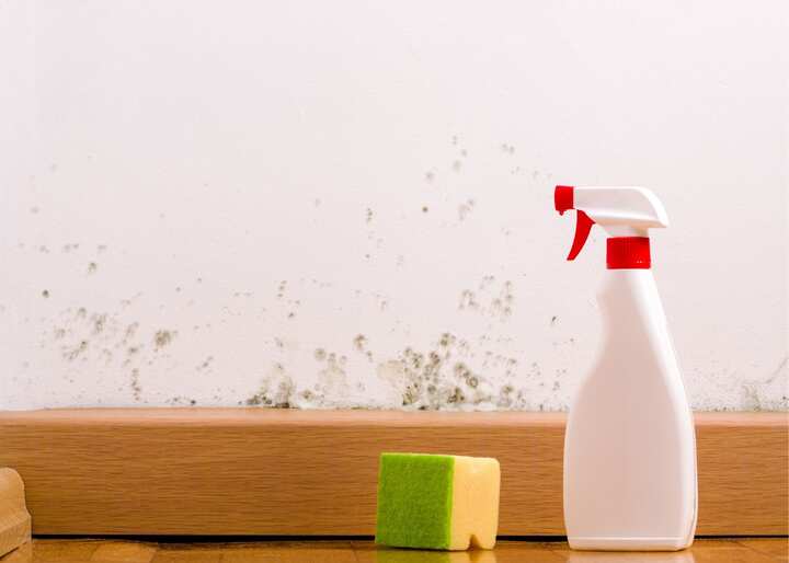 Mold Remediation Albany NY