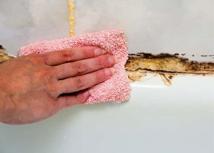 Mold Remediation Albany NY