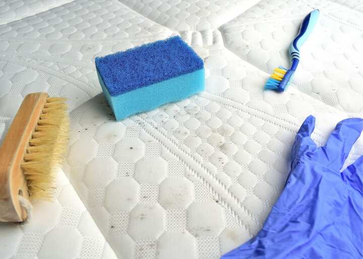 Mold Removal Albany NY