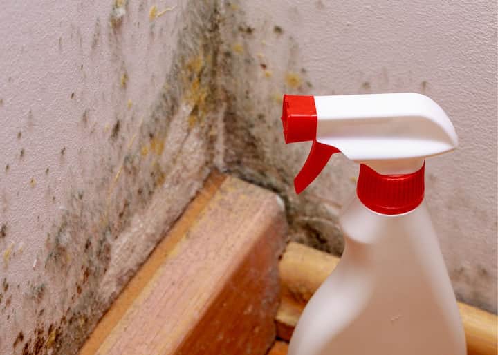 Mold Removal Albany NY