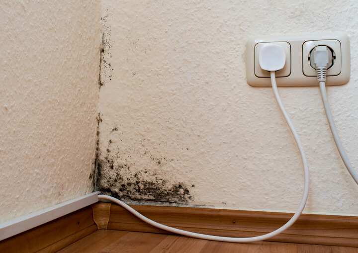 Mold Removal Albany NY